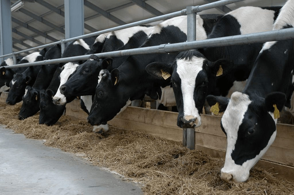 В Башкирии продуктивность коров в сельхозпредприятиях превысила 5500 килограммов