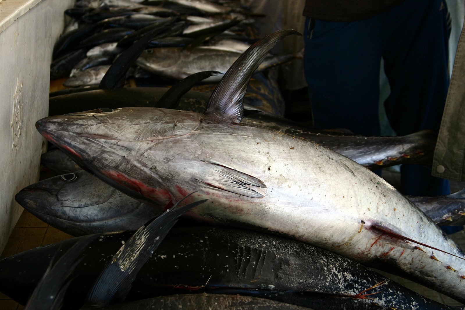 В Башкирии браконьер с помощью сети выловил 50 рыб