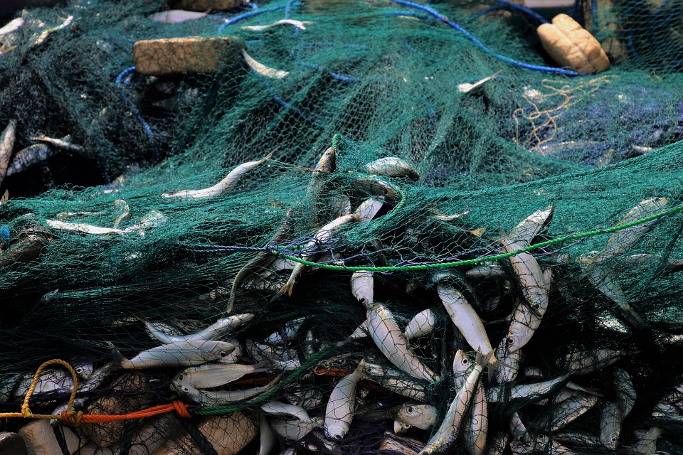 Студент из Орска может лишиться за незаконный вылов рыбы