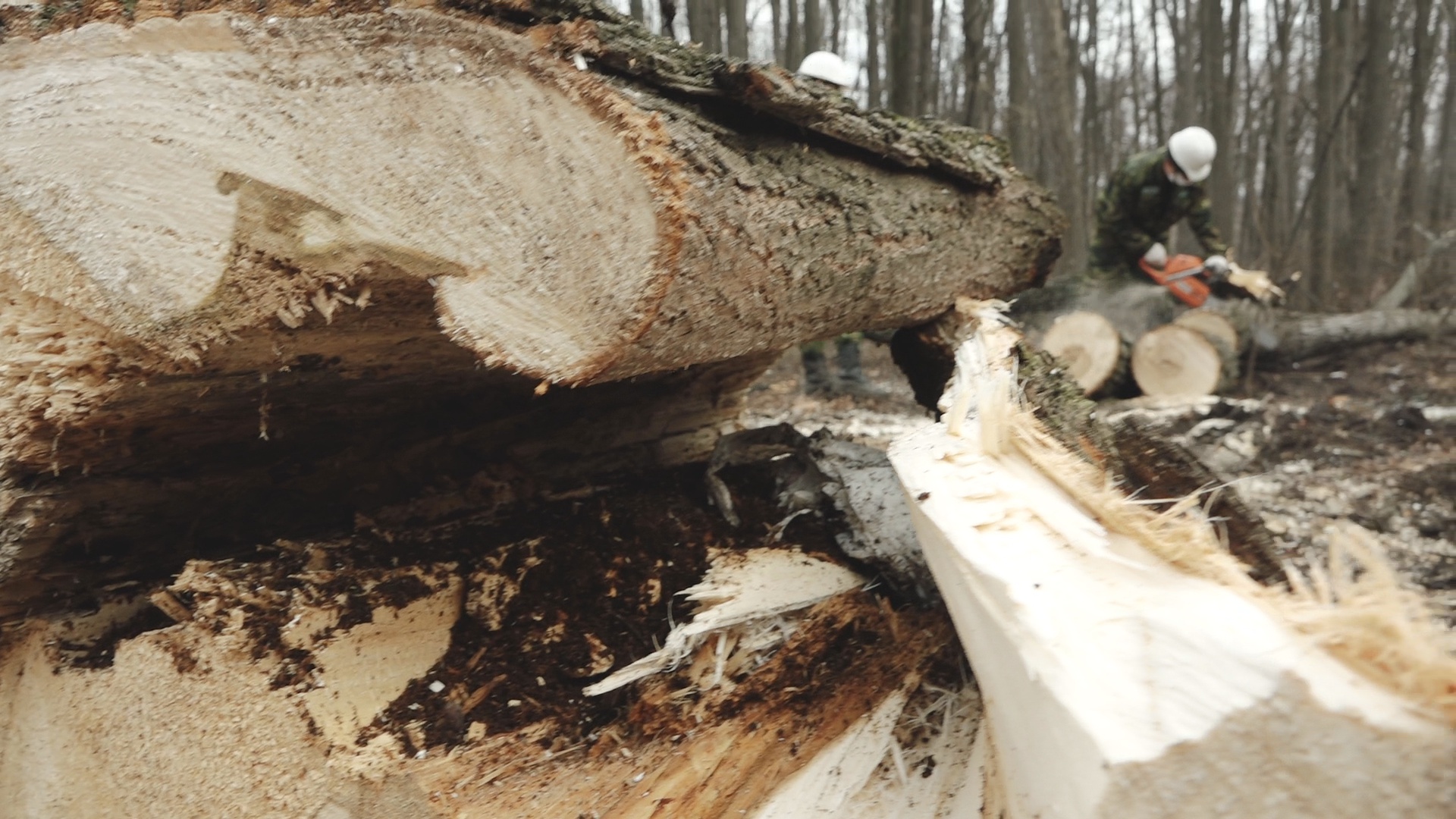В Кошкином лесу в Уфе начали вырубать старые деревья