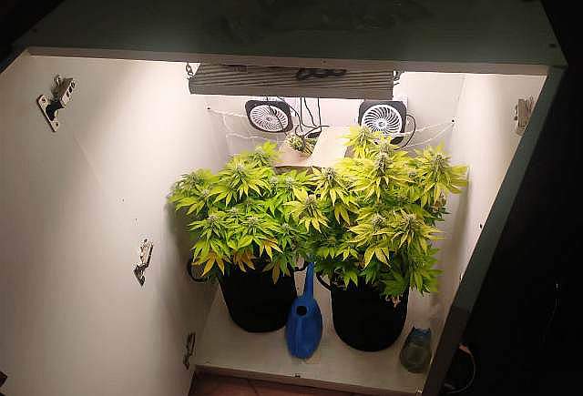 Выращивал в квартире марихуану видео с плантациями марихуаны