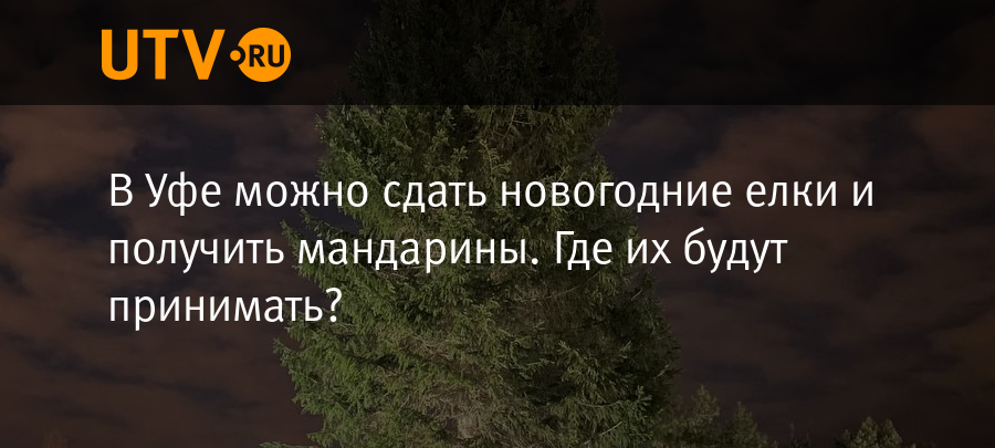 В Уфе можно сдать новогодние елки и получить мандарины. Где их будут принимать - Новости - Уфа - UTV