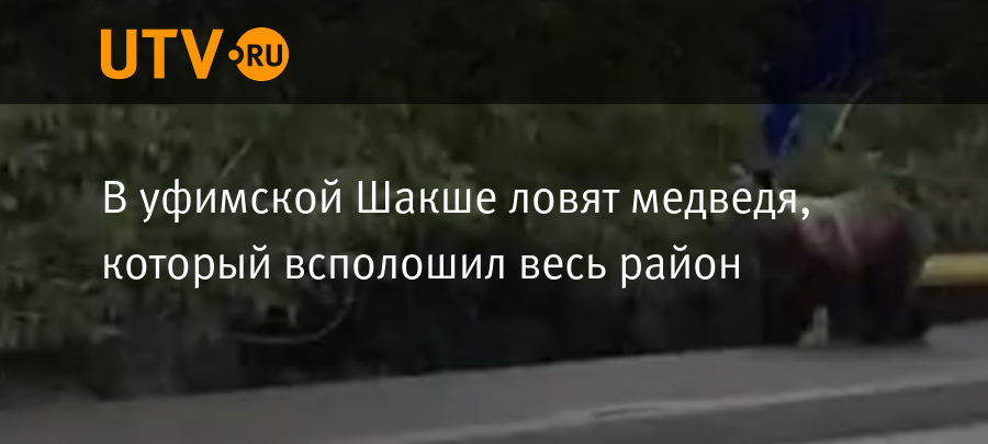 В уфимской Шакше ловят медведя, который всполошил весь район - Новости