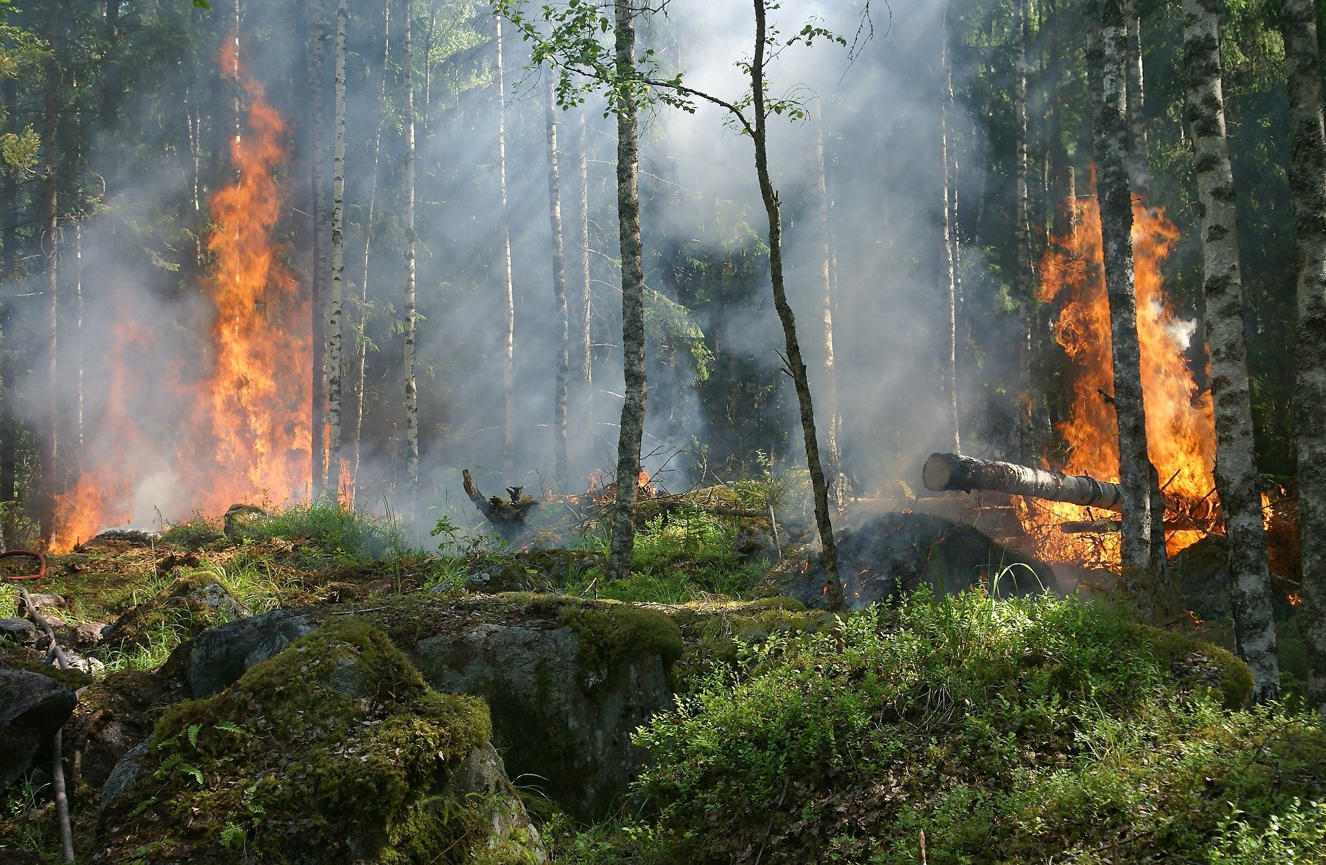 В Башкирии за 1,5 месяца произошло почти 100 лесных пожаров