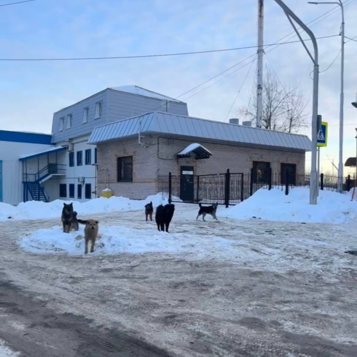 Жители Уфы пожаловались на беспризорных собак, которые бегают возле школы