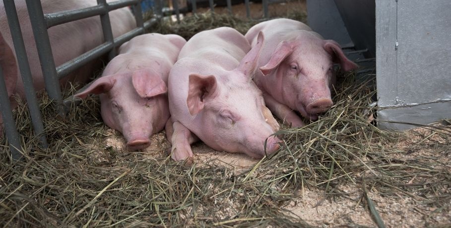 В Башкирии сняли карантин по африканской чуме свиней
