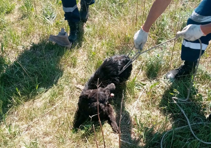 В Башкирии помогли собаке, которая провалилась в глубокую яму
