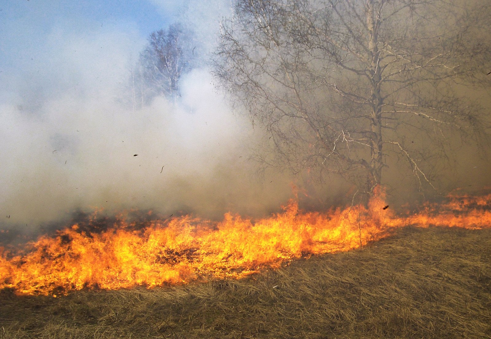 В Сорочинском районе сгорело поле с зерном