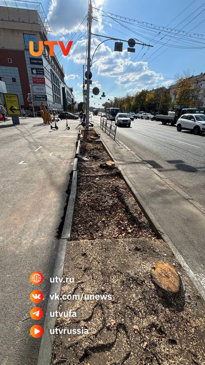 Добрались до проспекта Октября. В Уфе продолжают избавляться от старых деревьев