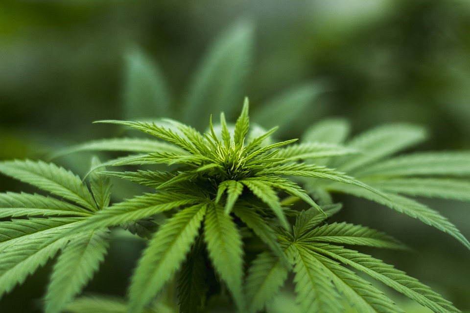 Конопля в оренбургской области марихуану нашли на чердаке