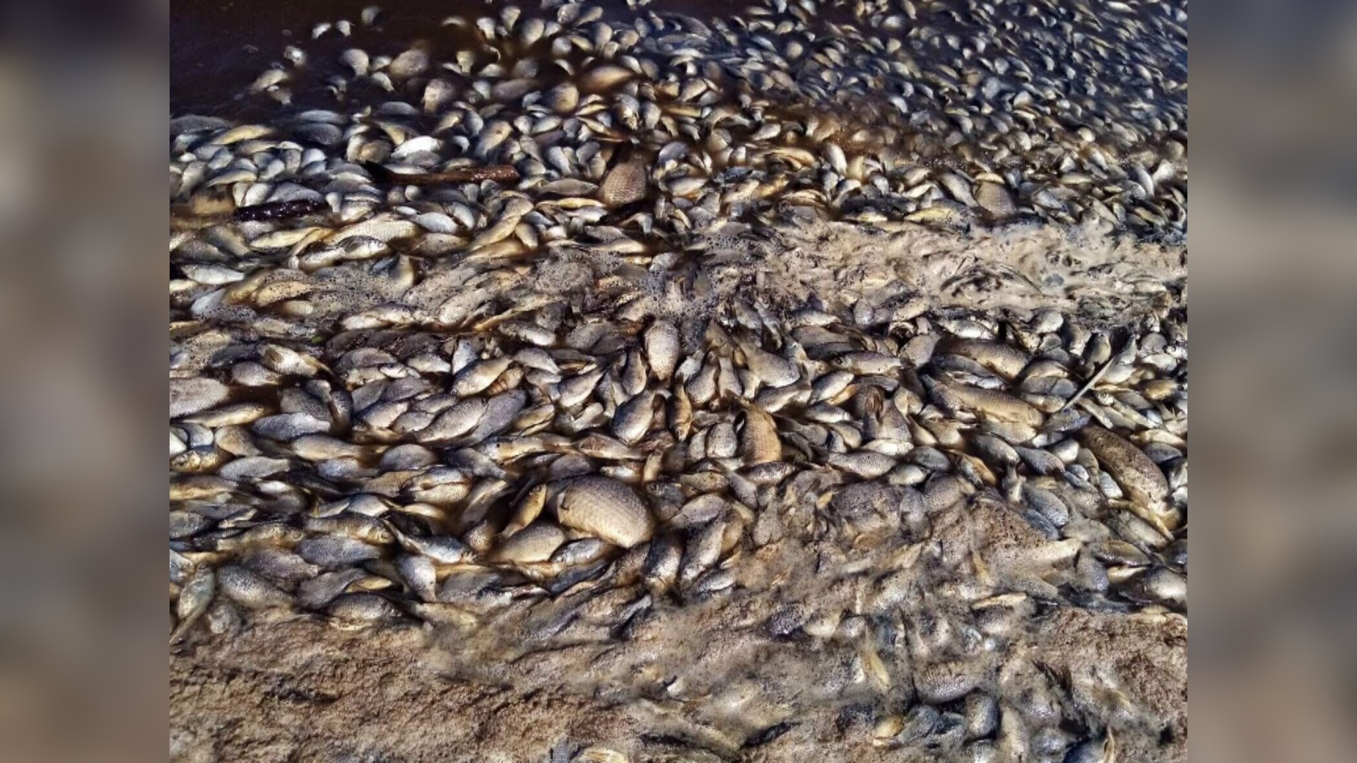 Рыбки гибнут. Замор рыбы в Ростове на Дону 2020. Массовая гибель рыбы. Массовый замор рыбы.
