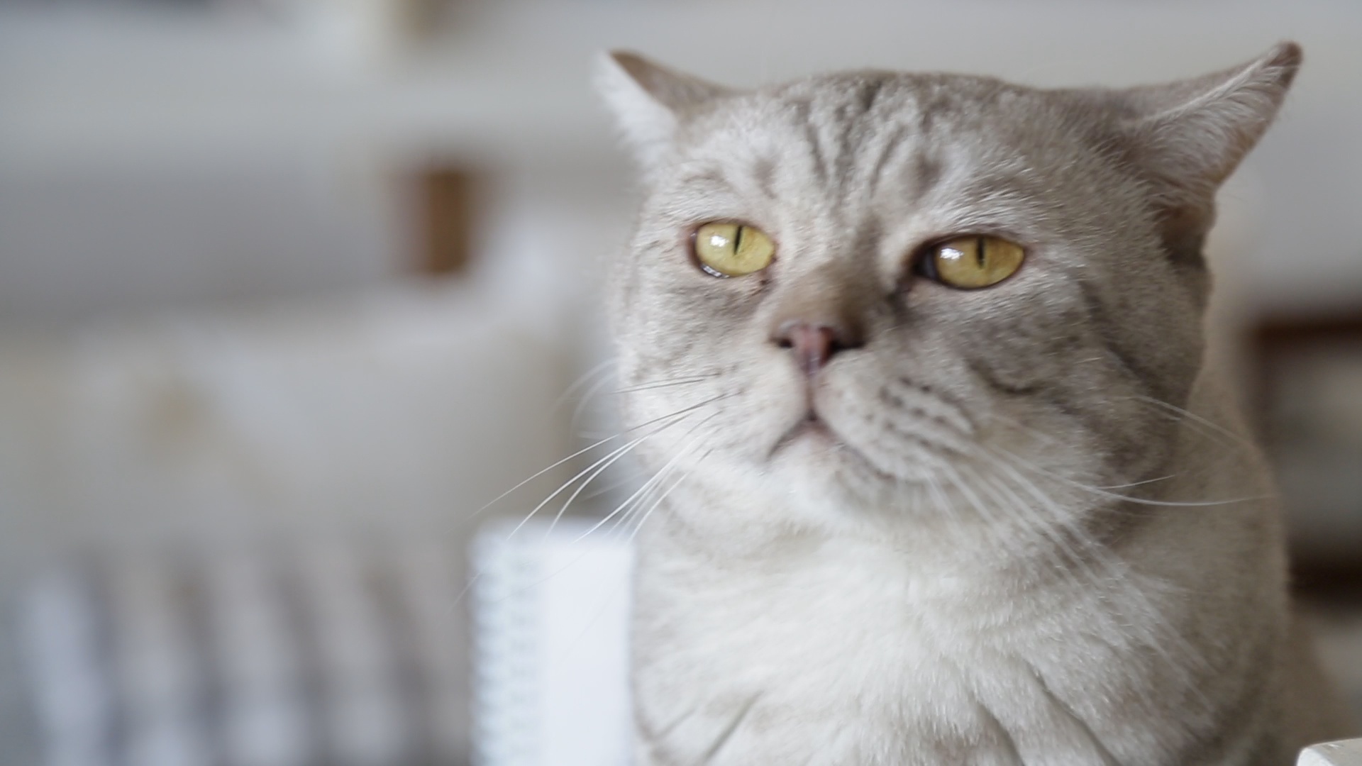 В Госдуме могут принять закон о чипировании домашних кошек и собак. Его предложил парламент Башкирии