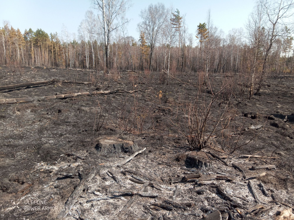 В Башкирии дровосеки устроили пожар в лесу, пытаясь приготовить ужин