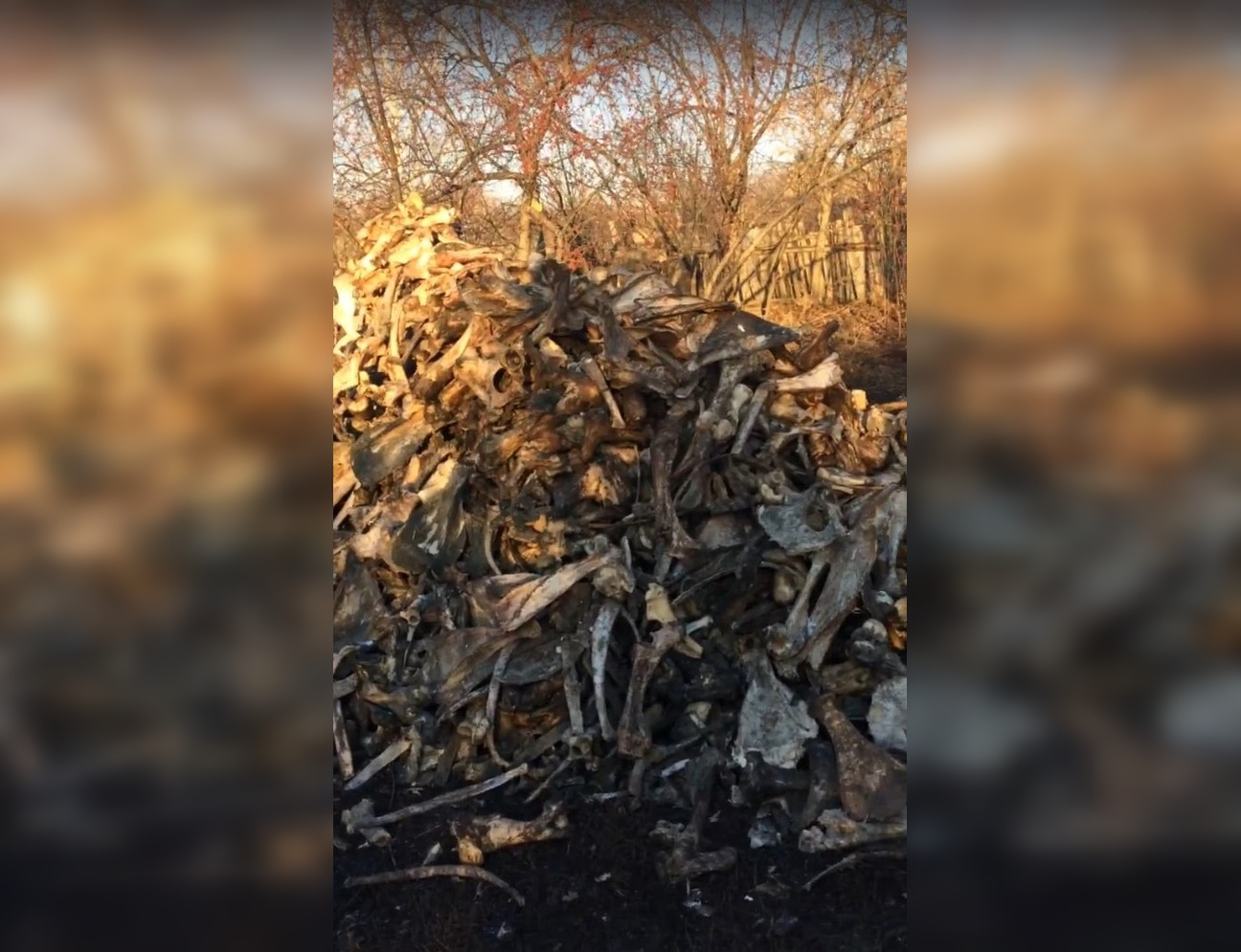 Видео: на окраине города в Башкирии обнаружена гора костей