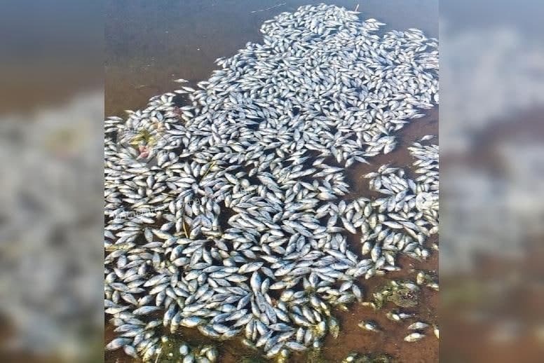 Жители Уфимского района сообщили о массовой гибели рыбы в водоеме