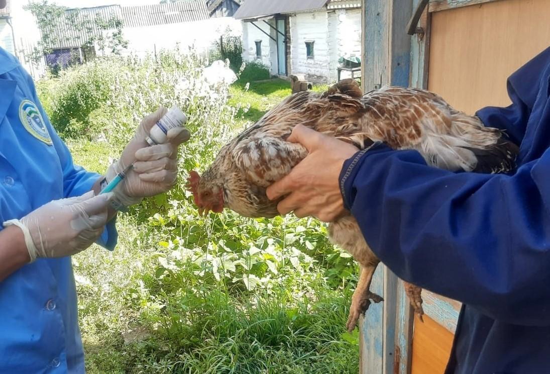 «Башкирская птицефабрика» требует 700 млн рублей компенсации за уничтоженную продукцию из-за вспышки