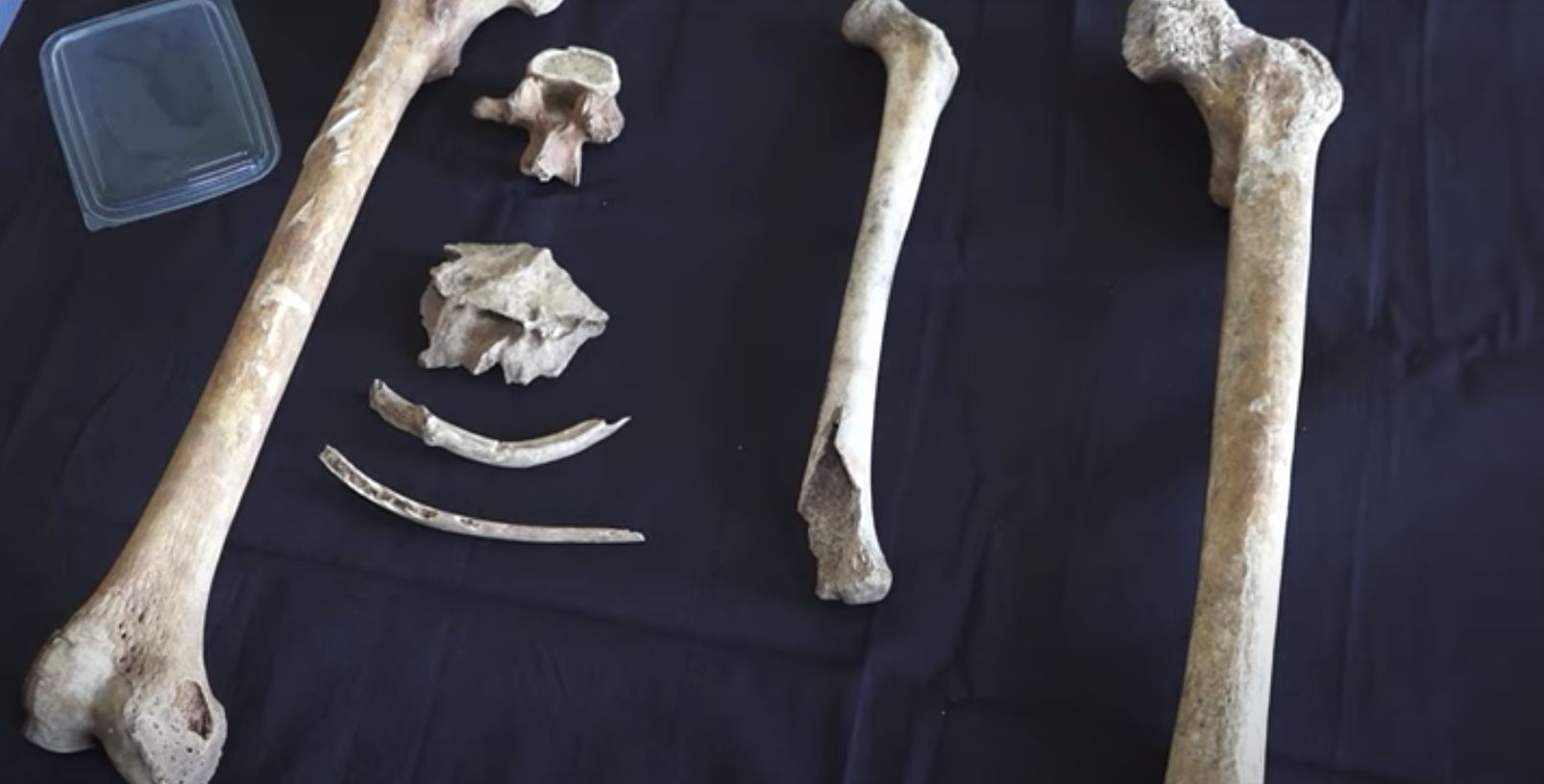 Бедренная кость мамонта