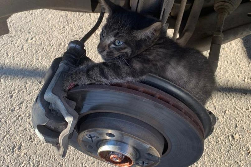 В Уфе спасли застрявшего в автомобиле котенка