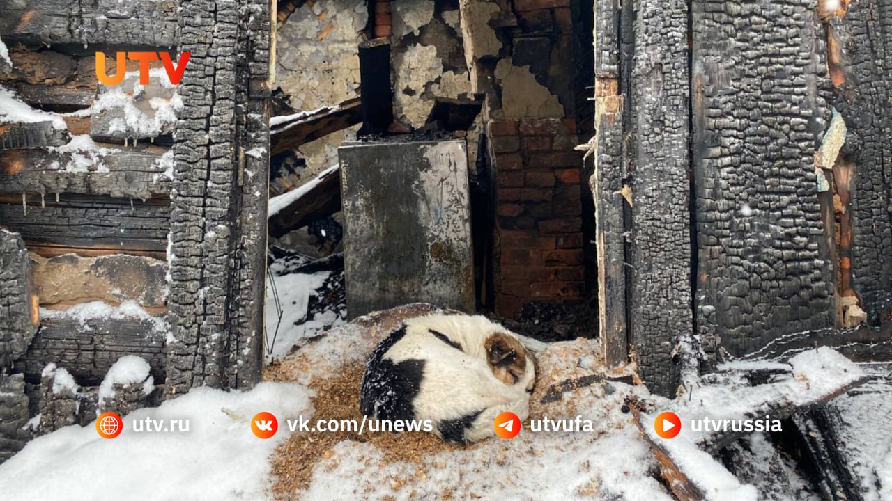 В Уфе убитая горем собака ждет погибших хозяев на пороге сгоревшего дома