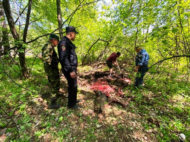 В Башкирии мужчина пошел в лес из-за бессонницы и застрелил лося