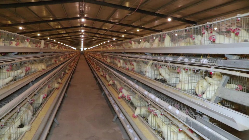 В Башкирии на птицефабрике троих работников обрызгало кислотой