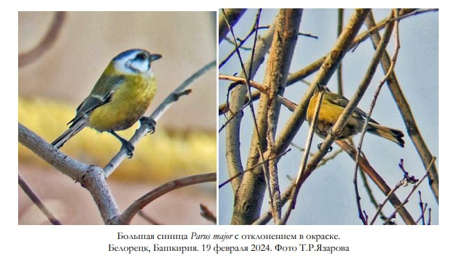 В Башкирии орнитологи нашли синицу с уникальной окраской