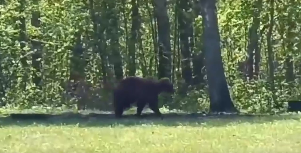 В Башкирии туристов шокировал медведь на цепи. В Минэкологии заявили, что его нельзя отпускать