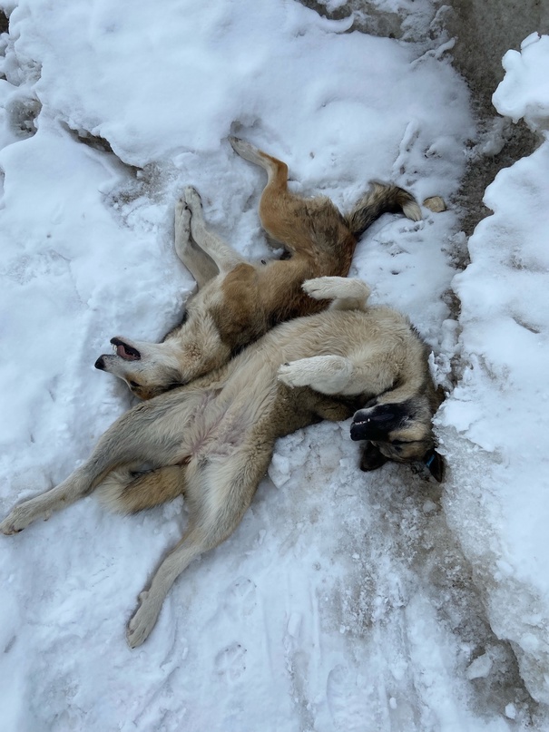 В Башкирии неизвестные начали убивать биркованных собак