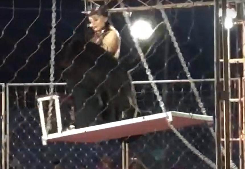 В Бузулуке во время представления пантера свалила дрессировщицу с качелей