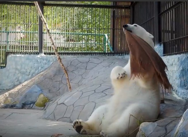 Медведица из красноярского зоопарка станцевала под «Оренбургский пуховый платок»