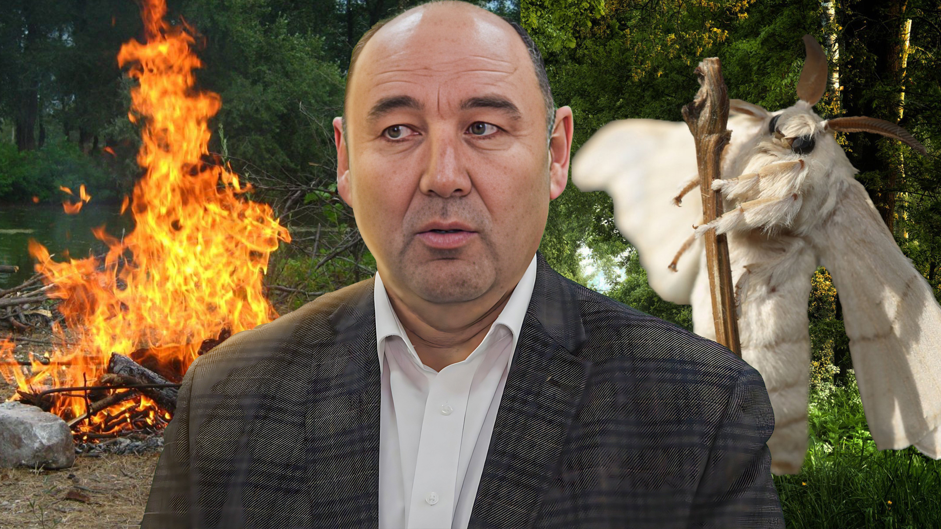 Ждет ли Башкирию нашествие шелкопряда Отвечают эксперты