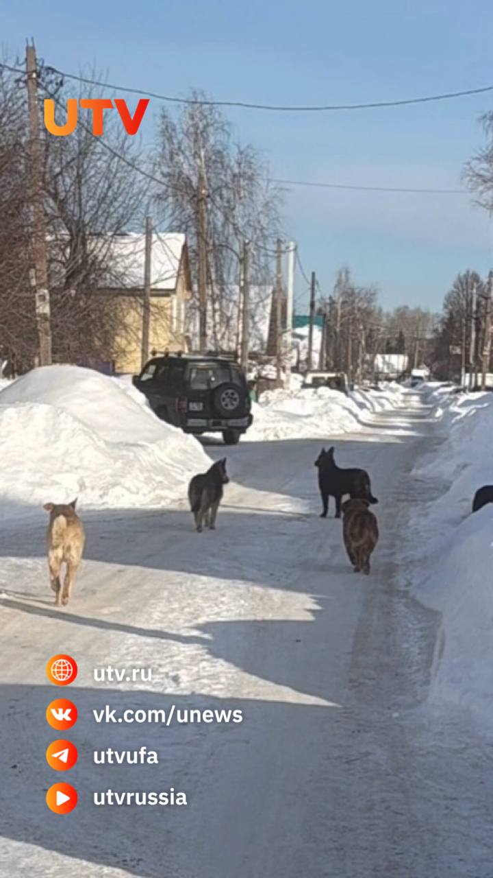 «Теперь ему ставят уколы от бешенства»: в уфимской Максимовке бродячая собака покусала подростка