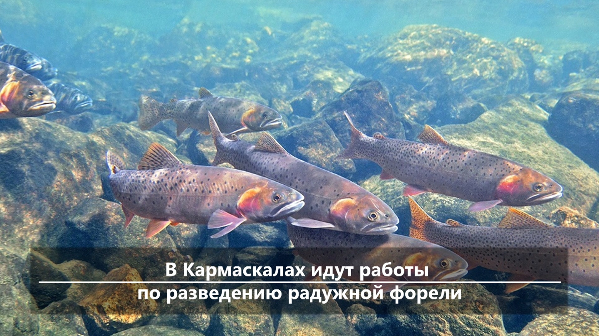 Ильменский заповедник рыбы