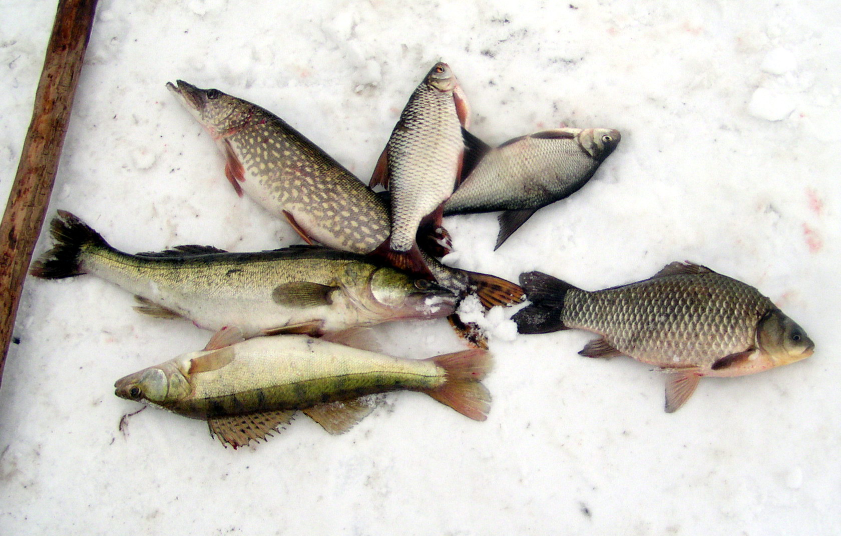 Улов казань. Зимняя рыбалка. Рыбы зимой. Зимняя рыбалка на судака. Рыба на льду.
