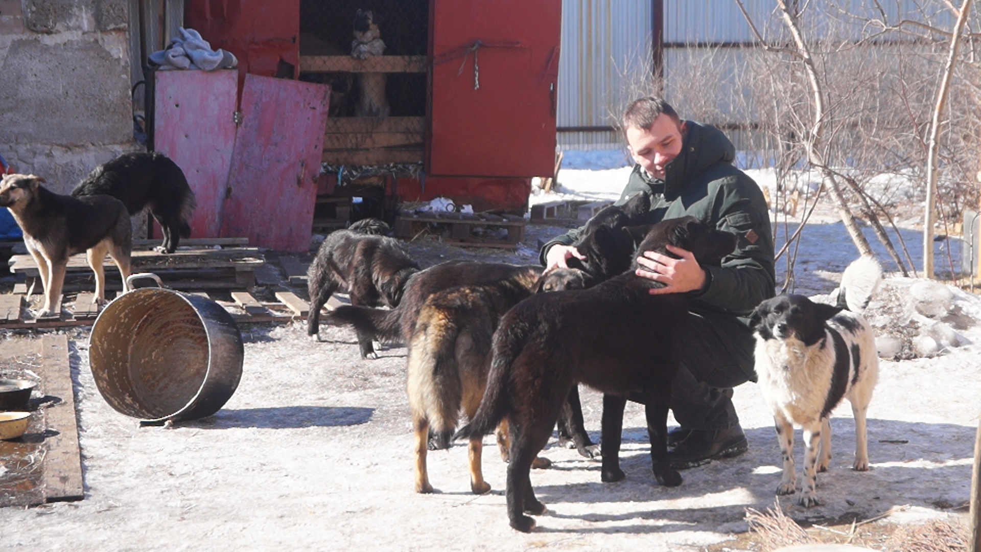 Приют оренбург. Приют в Оренбурге. Собачий приют в Оренбурге. Бродячие собаки Оренбург. Оренбург Донгузская приют для животных.