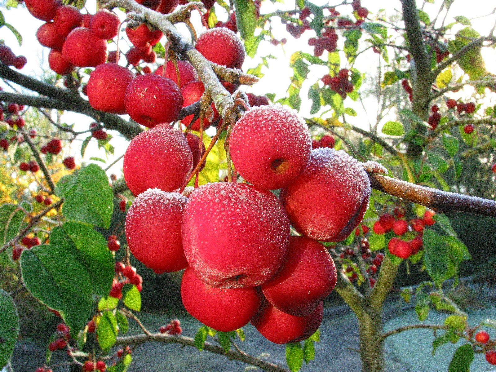 Сорта фруктовых деревьев