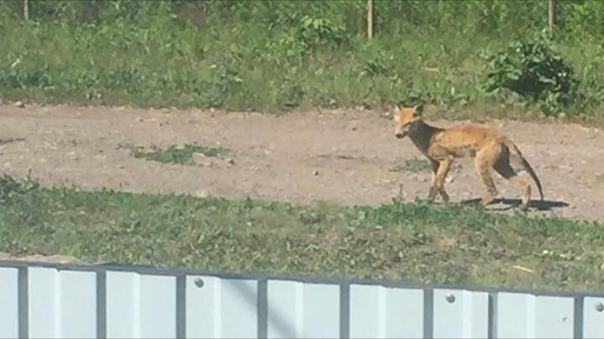 В Башкирии на сарай напало животное, похожее на лисенка - Новости - Уфа -  UTV