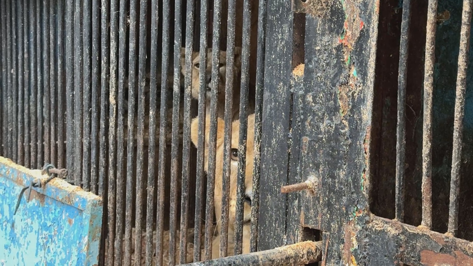 Кадр из репортажа UTV