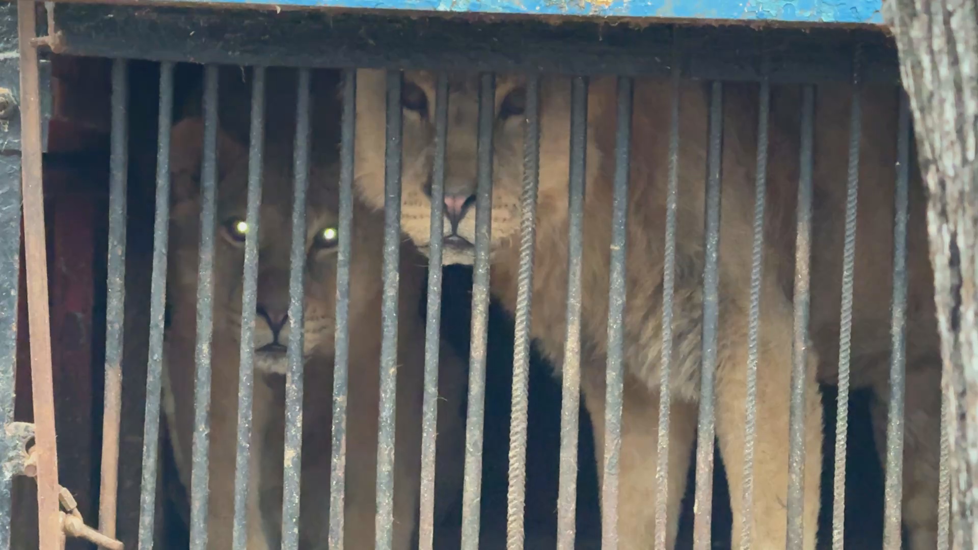 Кадр из репортажа UTV