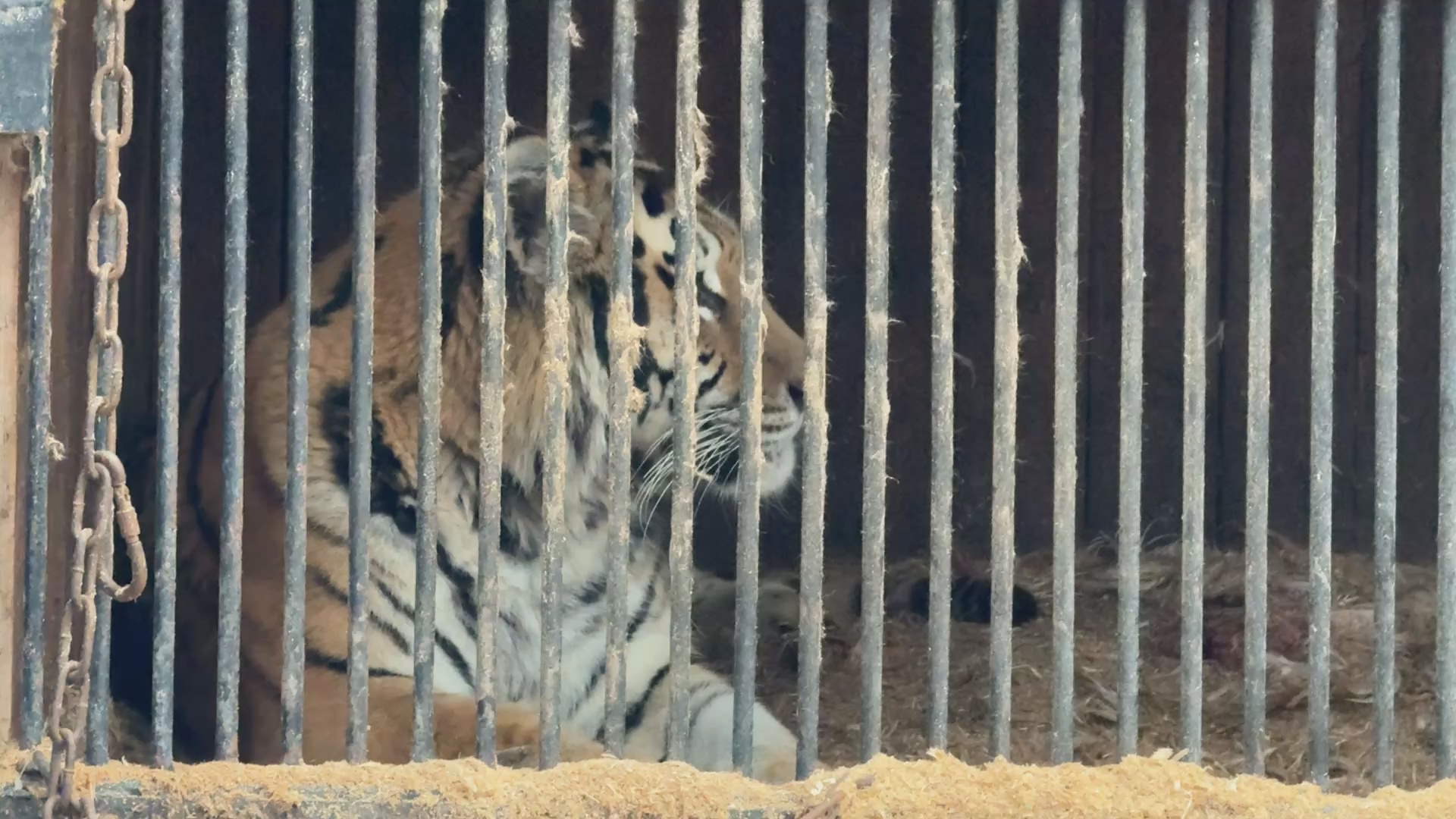 Кадр из репортажа UTV