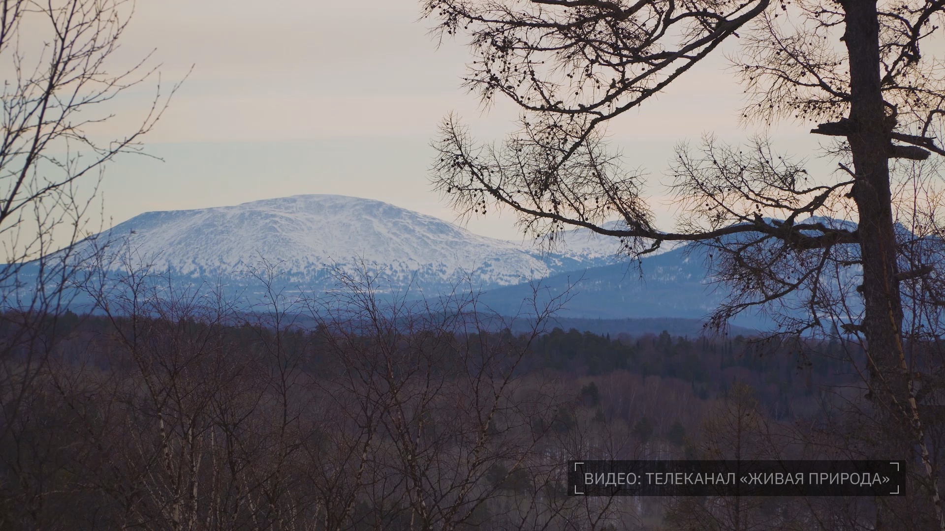 Кадр из репортажа UTV; источник видео – Телеканал «Живая природа»