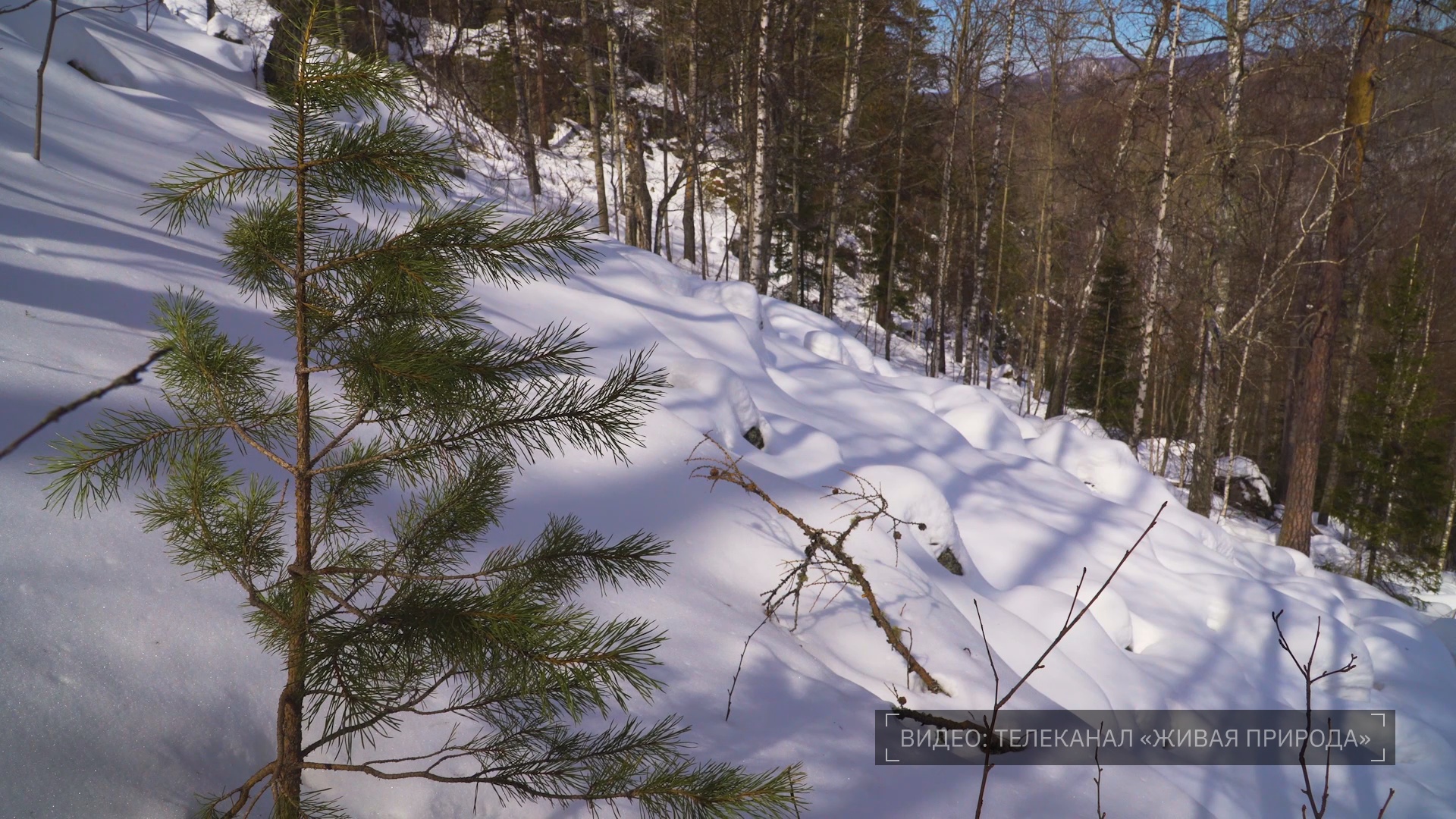 Кадр из репортажа UTV; источник видео – Телеканал «Живая природа»