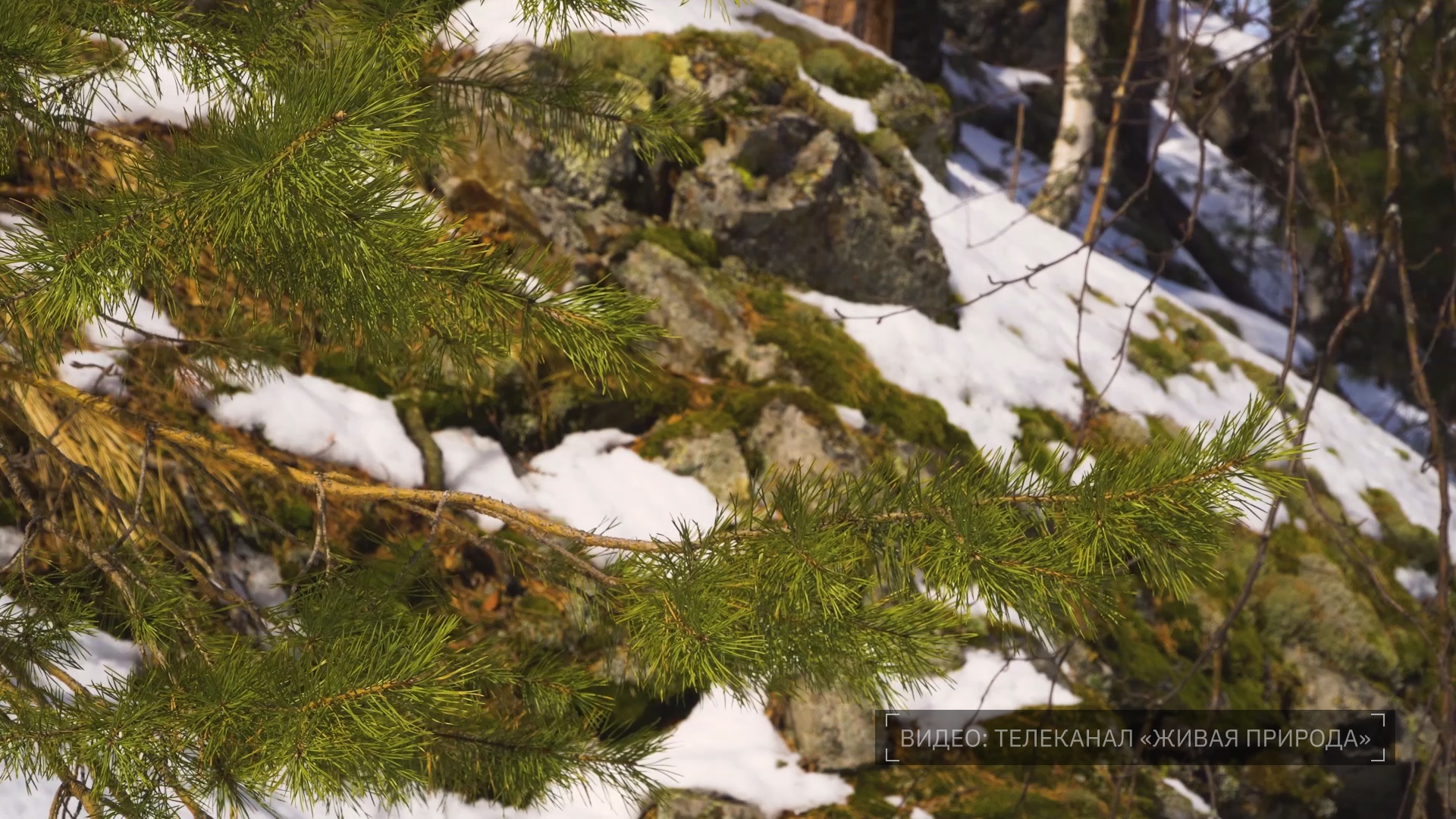 Кадр из репортажа UTV; источник видео – Телеканал «Живая природа»