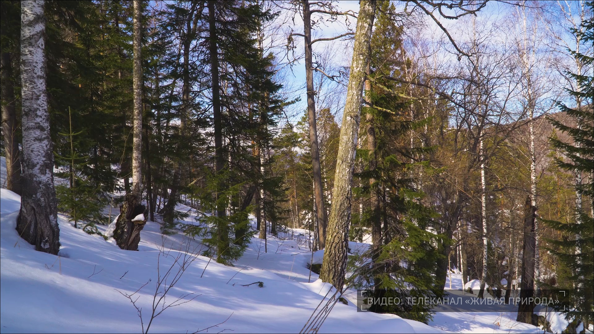 Кадр из репортажа UTV; источник видео – Телеканал «Живая природа»