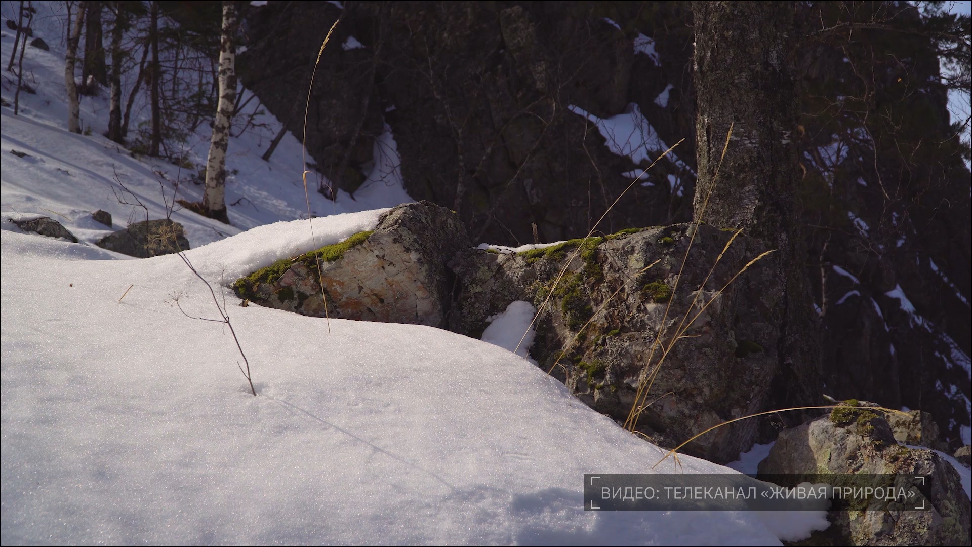 Кадр из репортажа UTV; источник видео – Телеканал «Живая природа»