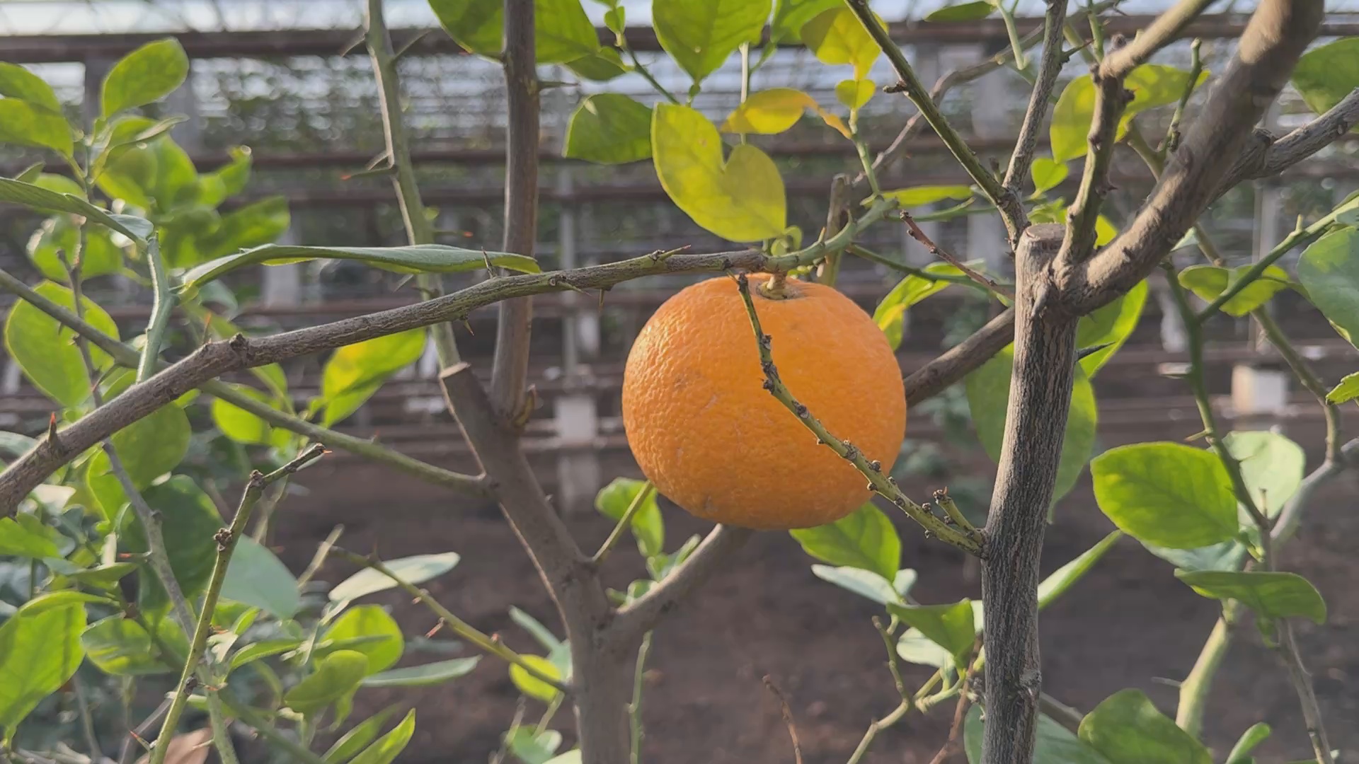 Кадр из репортажа UTV